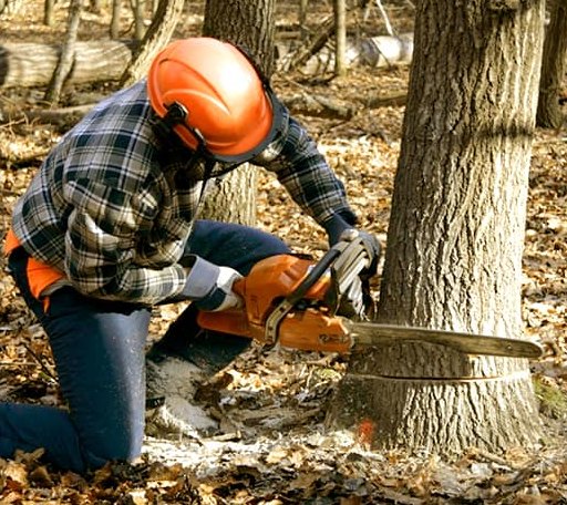 Tree Removal in Holden, ME